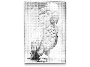 Papagaj za djecu - Dottingo