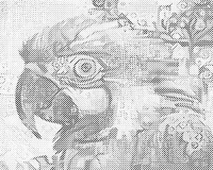 Glava papagaja - Dottingo