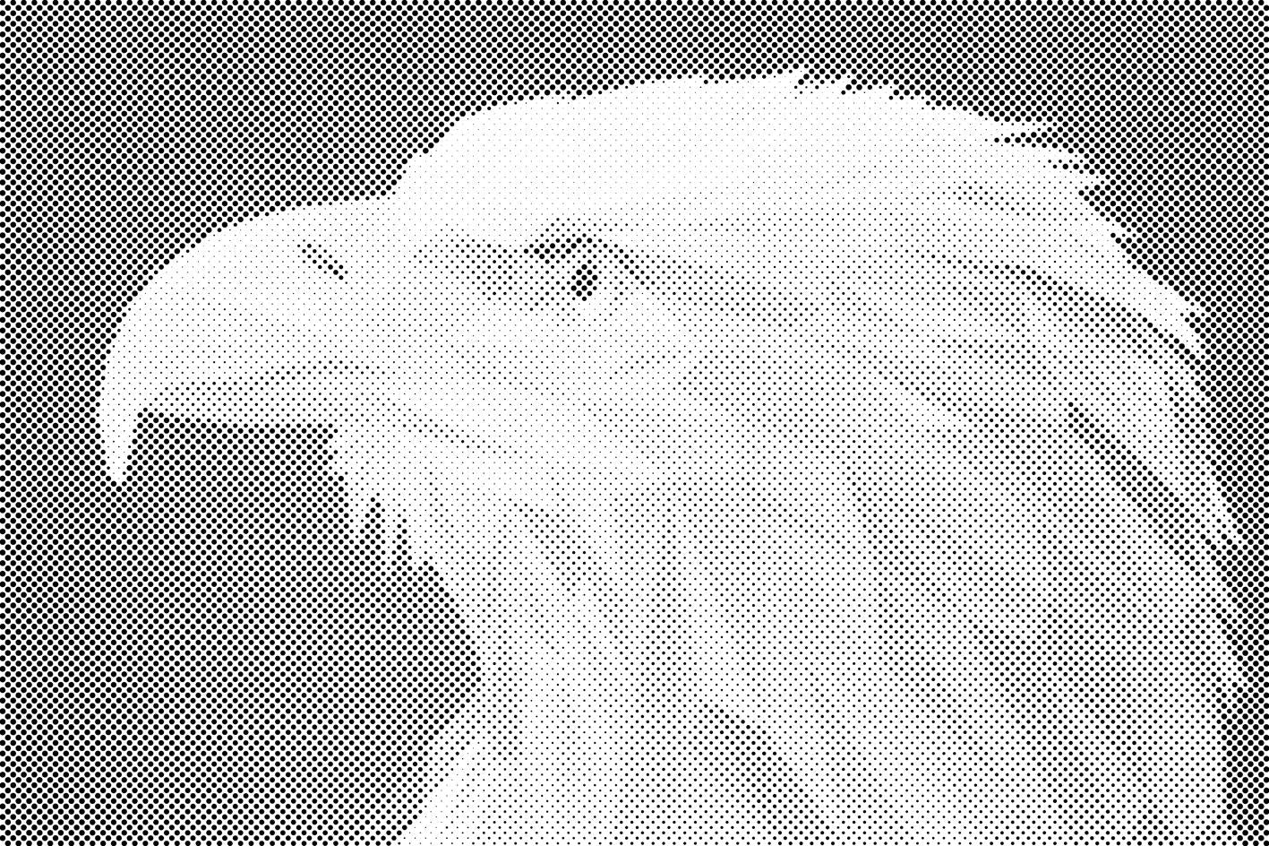 Orao sa žutim kljunom - Dottingo