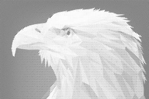 Orao sa žutim kljunom - Dottingo