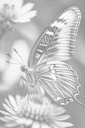 Leptir na cvijetu - Dottingo