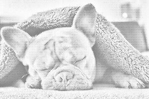 Umorni buldog - Dottingo