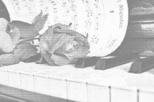 Ruže na klaviru - Dottingo