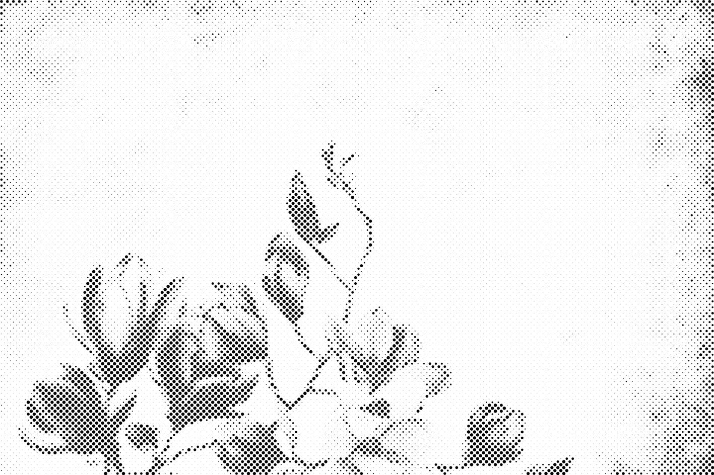 Magnolija - Dottingo