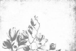 Magnolija - Dottingo