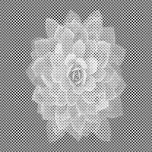 Cvijet mandale u zaborav - Dottingo