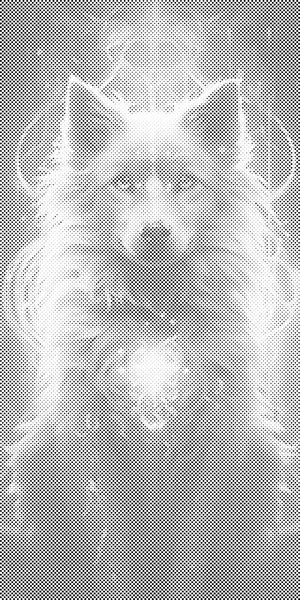 Čarobni vuk - Dottingo