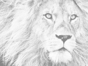 Predatorski izgled lava - Dottingo