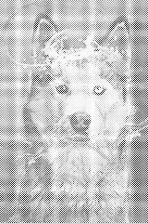 Portret psa - Dottingo