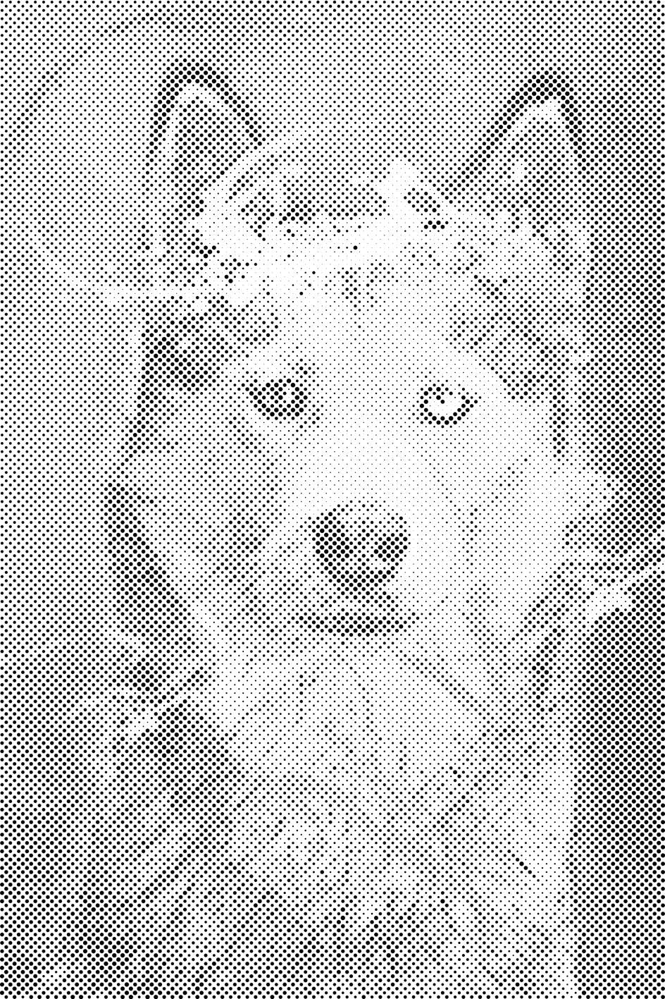 Portret psa - Dottingo