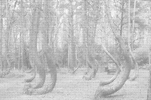 Kriva šuma u Poljskoj - Dottingo