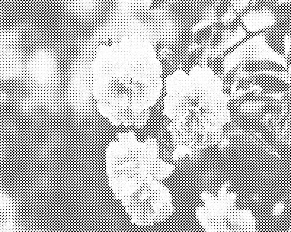 Bijele ruže u cvatu - Dottingo