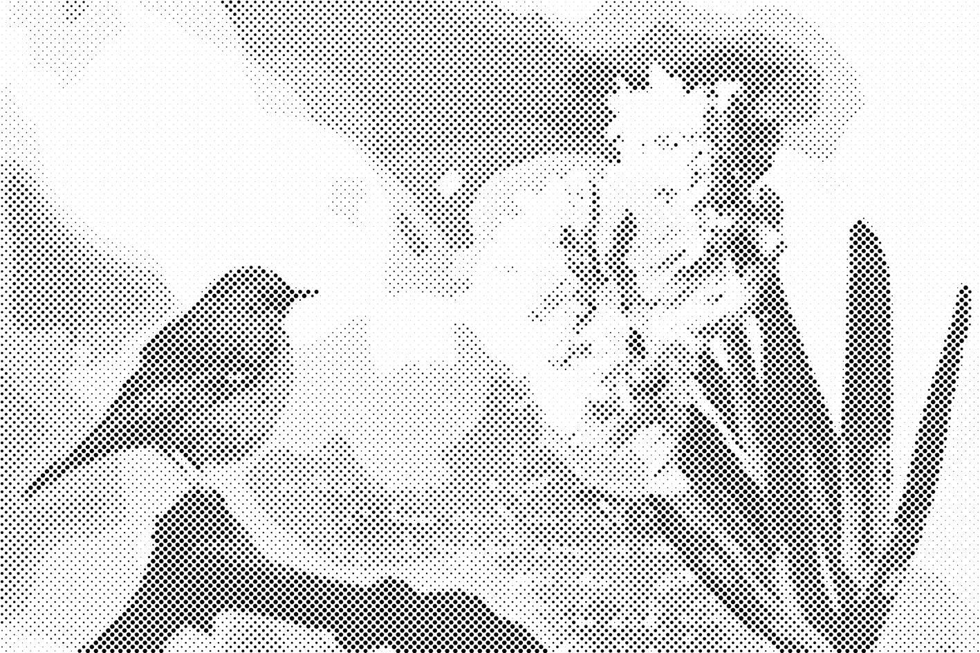 Zumbul i ptica - Dottingo