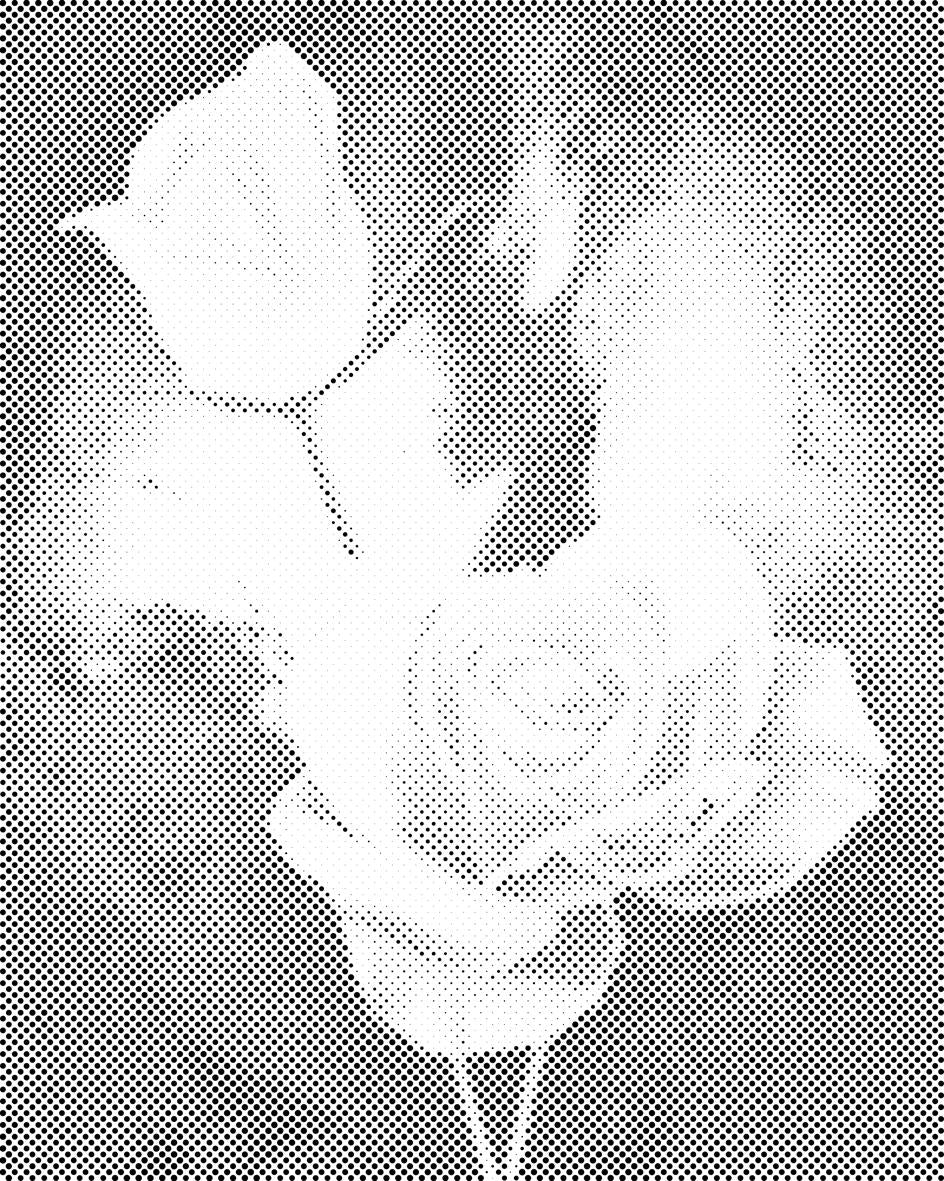 Bijele ruže - Dottingo