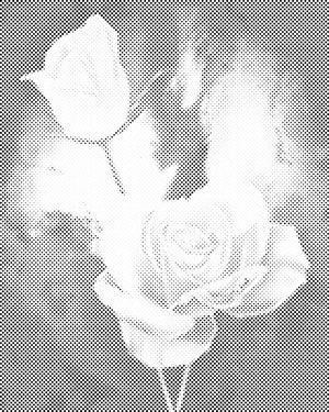 Bijele ruže - Dottingo