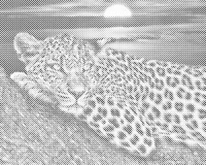 Leopard dok zalazi sunce - Dottingo