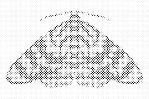 Šareni moljac - Dottingo