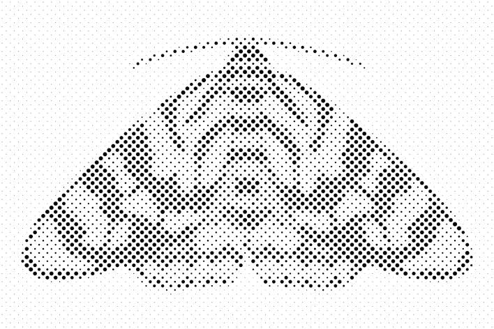 Šareni moljac - Dottingo