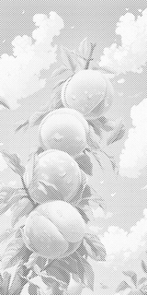 Slatka breskva - Dottingo