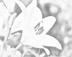 Bijeli ljiljan - Dottingo