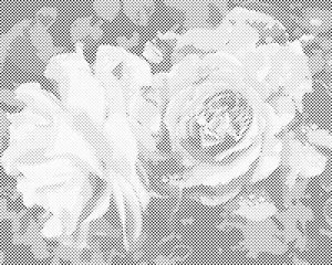 Ruža, cvijeće ljepote - Dottingo