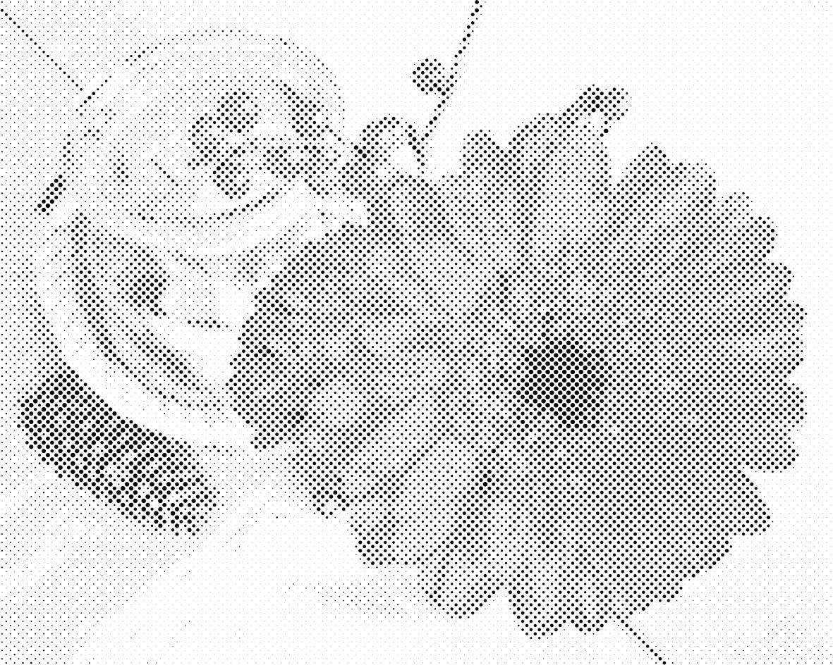 Gerbera i svijeća - Dottingo