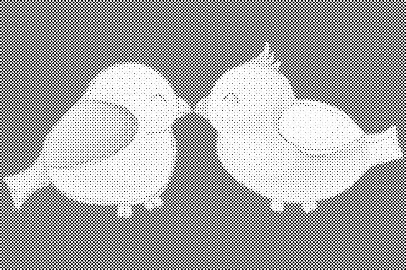 Agapornis - Dottingo