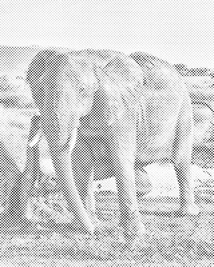 Safari - Slon - Dottingo