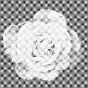 Glava s ružama - Dottingo