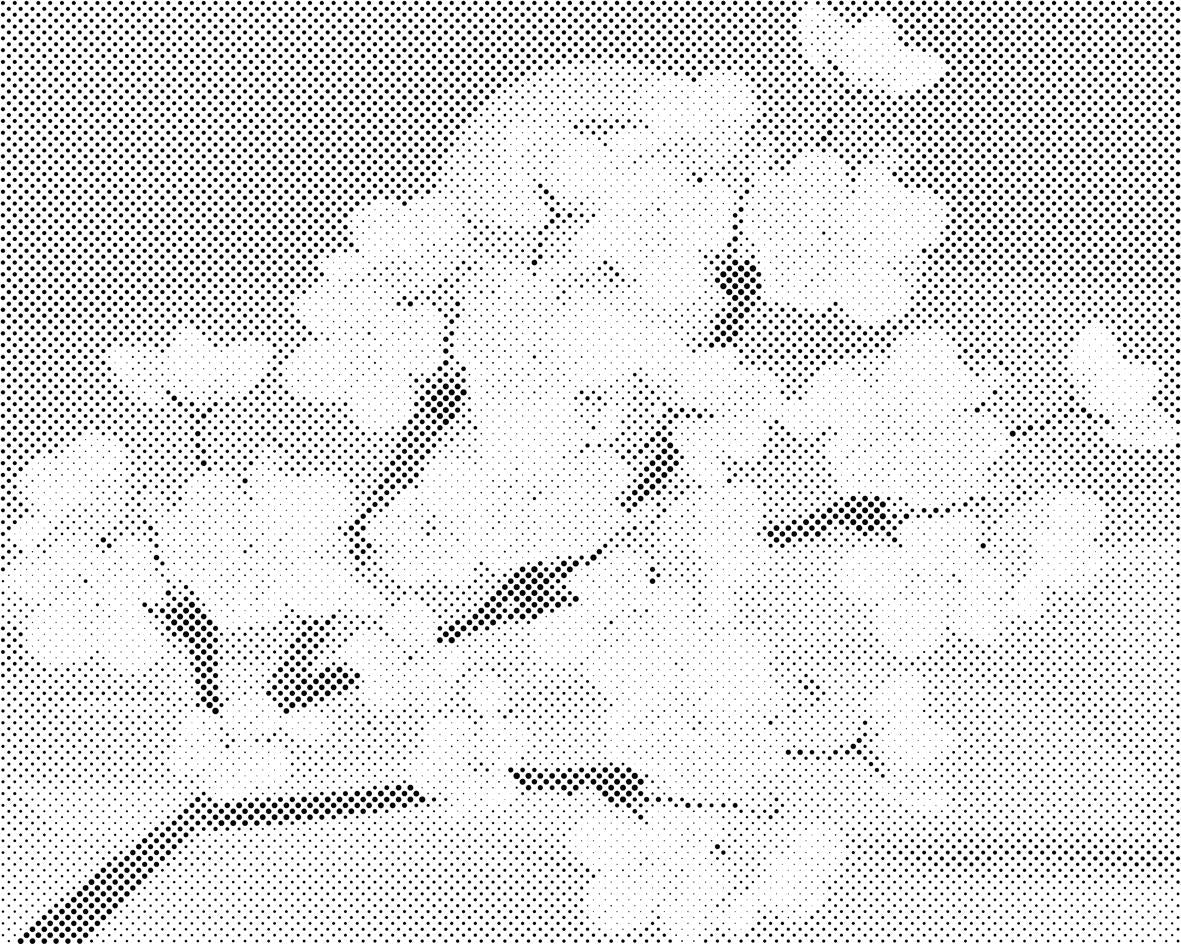 Cvjetovi trešnje - Dottingo