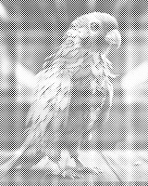 Ponosni papagaj - Dottingo