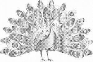 Ponosni paun - Dottingo