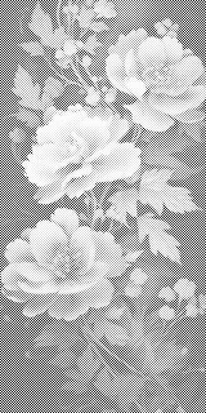 Ljubičastoplave ruže - Dottingo