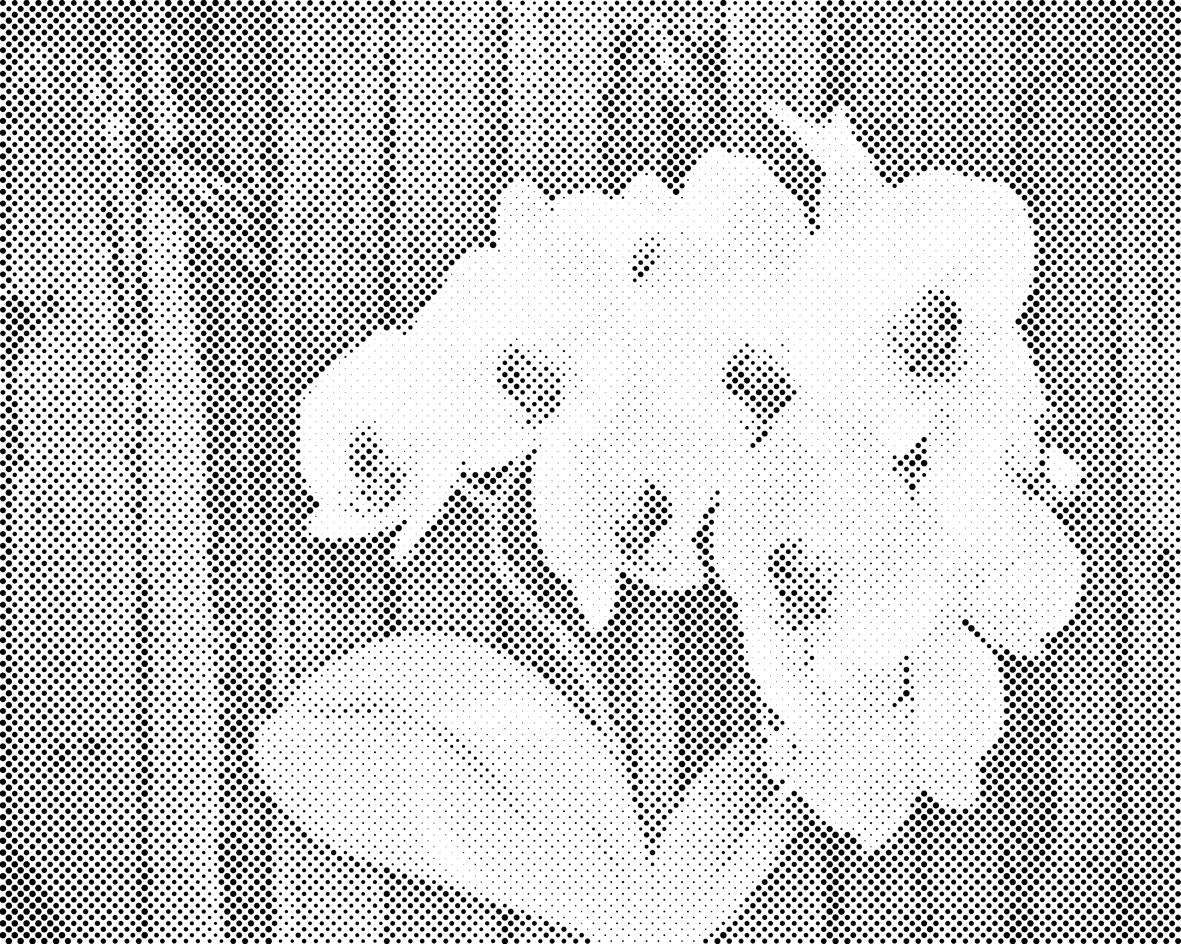 Bijela orhideja - Dottingo