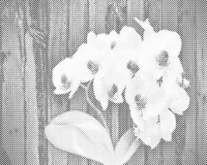 Bijela orhideja - Dottingo