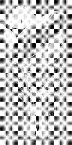 Podmorski san - Dottingo