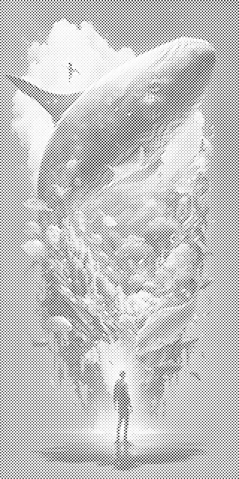 Podmorski san - Dottingo