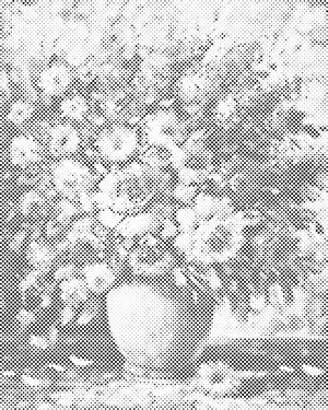 Ljetni buket - Dottingo