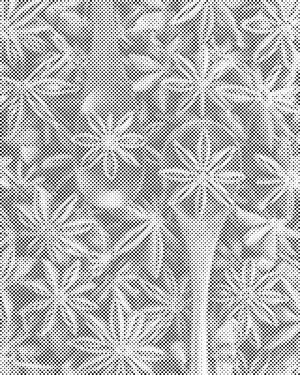 Zvjezdasti anis - Dottingo