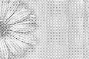 Ljubičasta gerbera - Dottingo