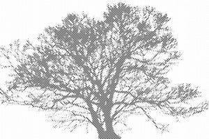 Crno-bijelo drvo - Dottingo