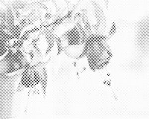 Fuksija u saksiji - Dottingo