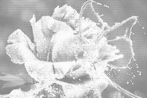 Ruža i leptir napravljeni od kapljica vode - Dottingo