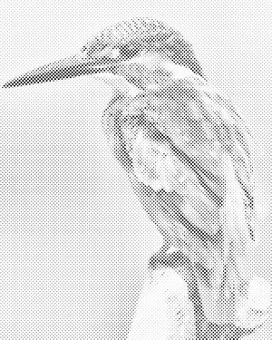 Vodomar s plijenom - Dottingo