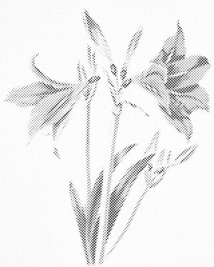 Vintage ljiljani - Dottingo