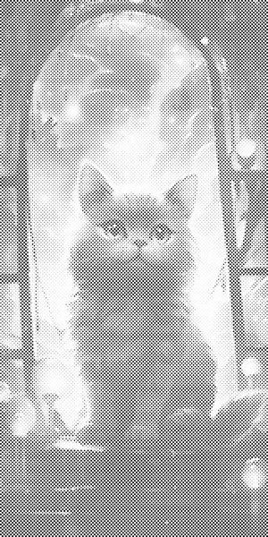 Mačka u prozoru - Dottingo