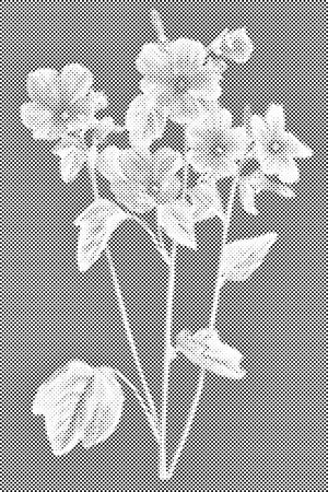 Vintage cvijeće - Dottingo