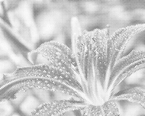 Kapi vode na cvijetu ljiljana - Dottingo