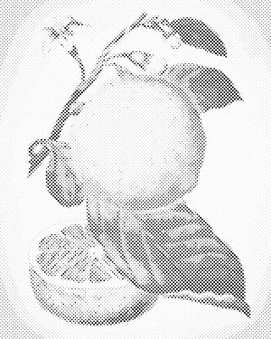 Svježi limun - Dottingo