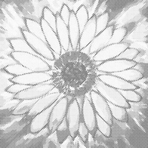 Sjajni suncokret - Dottingo